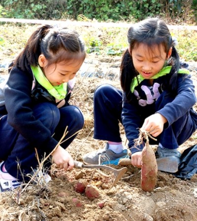 고구마캐기